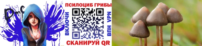 KRAKEN как зайти  Калач-на-Дону  Галлюциногенные грибы прущие грибы  наркота 